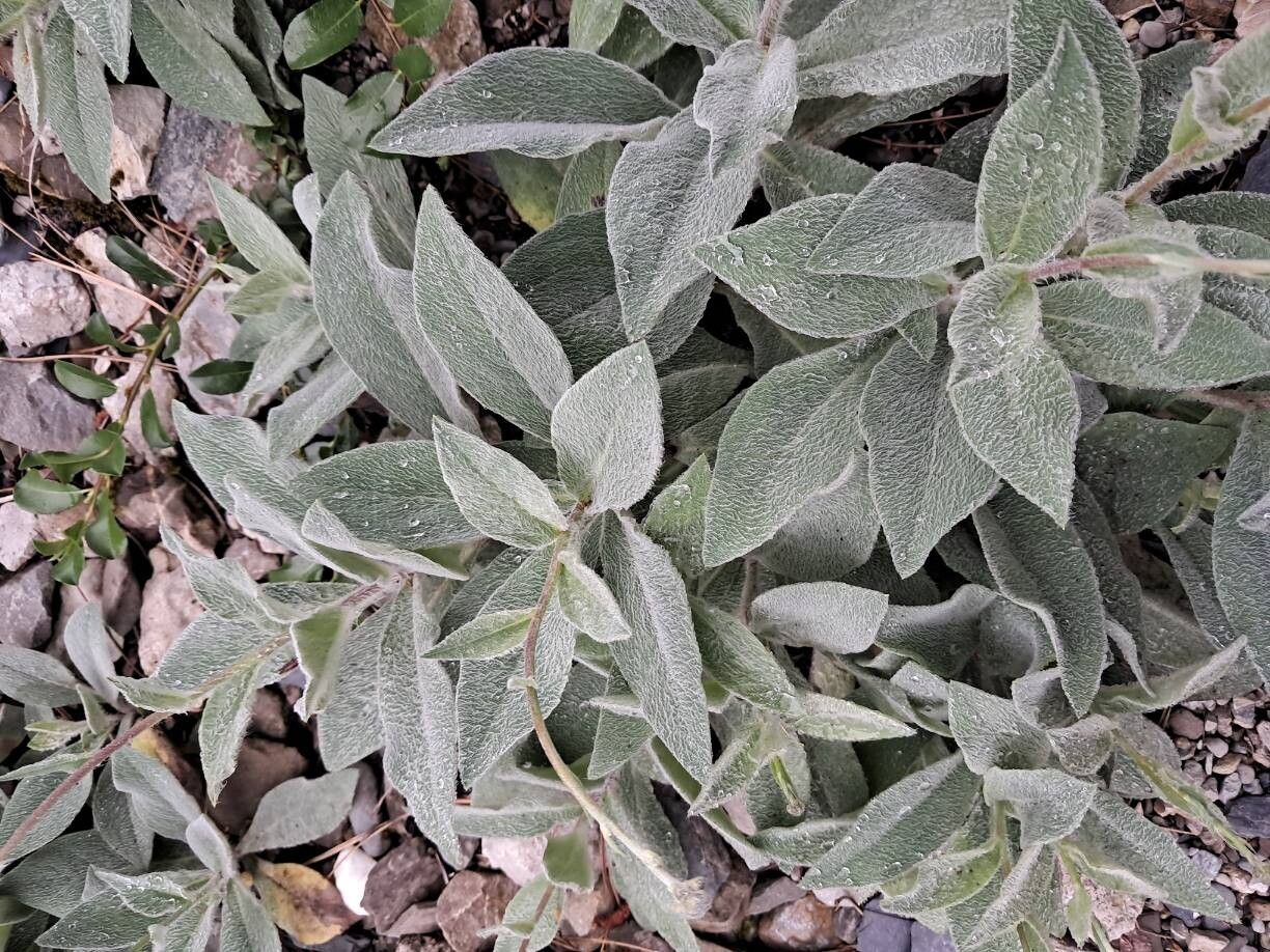 Hieracium pteropogon — houseplant care guide