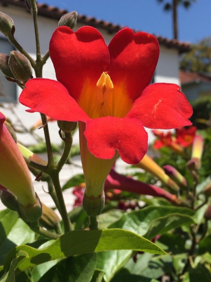 Amphilophium buccinatorium flower