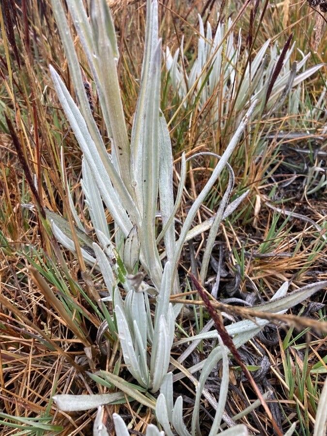 Senecio latiflorus — houseplant care guide