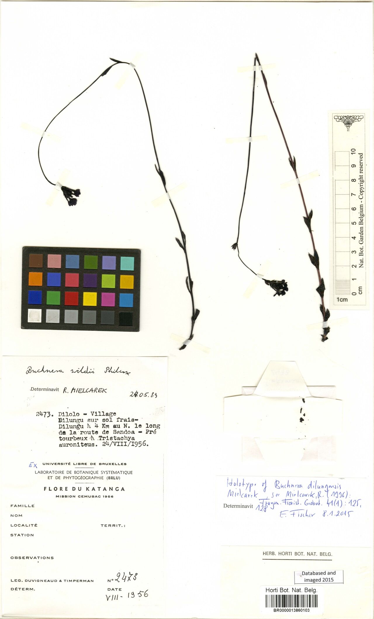 Buchnera dilungensis — houseplant care guide