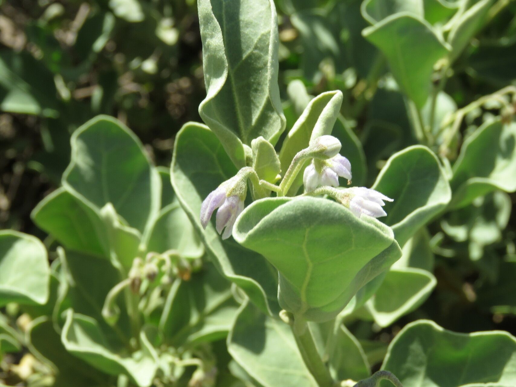 Solanum nelsonii — houseplant care guide