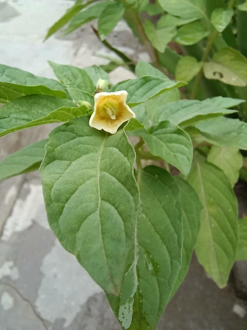 Physalis minima leaf