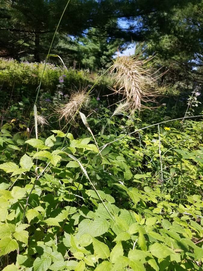 Elymus canadensis fruit