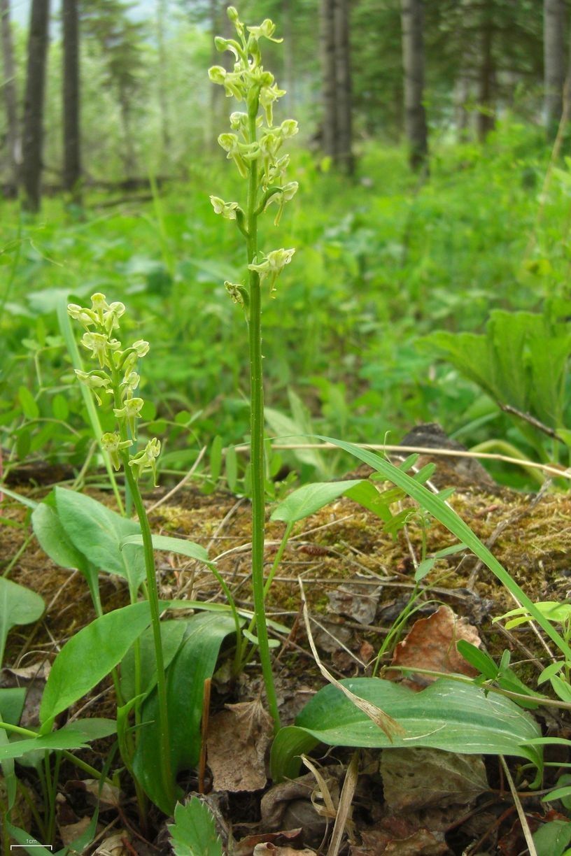 Platanthera obtusata habit