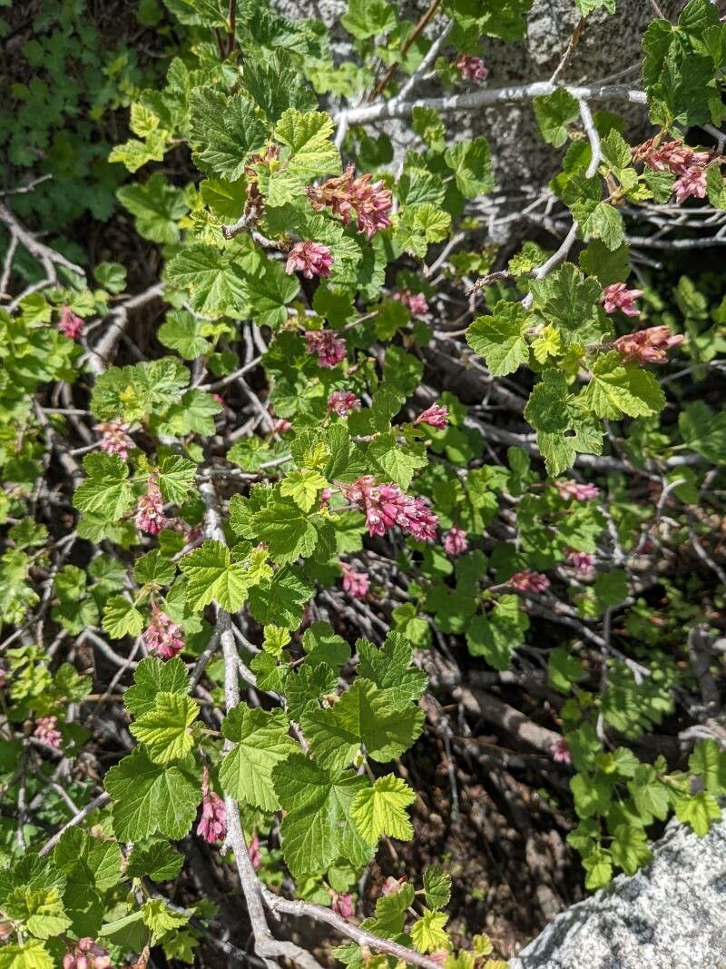 Ribes nevadense flower