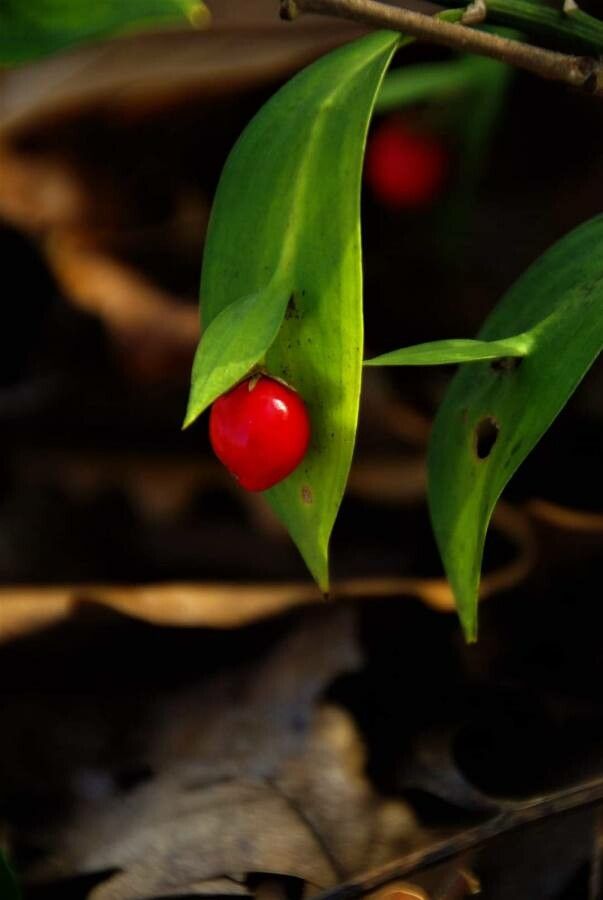 Ruscus hypoglossum fruit