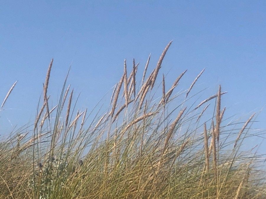 Ammophila arenaria fruit
