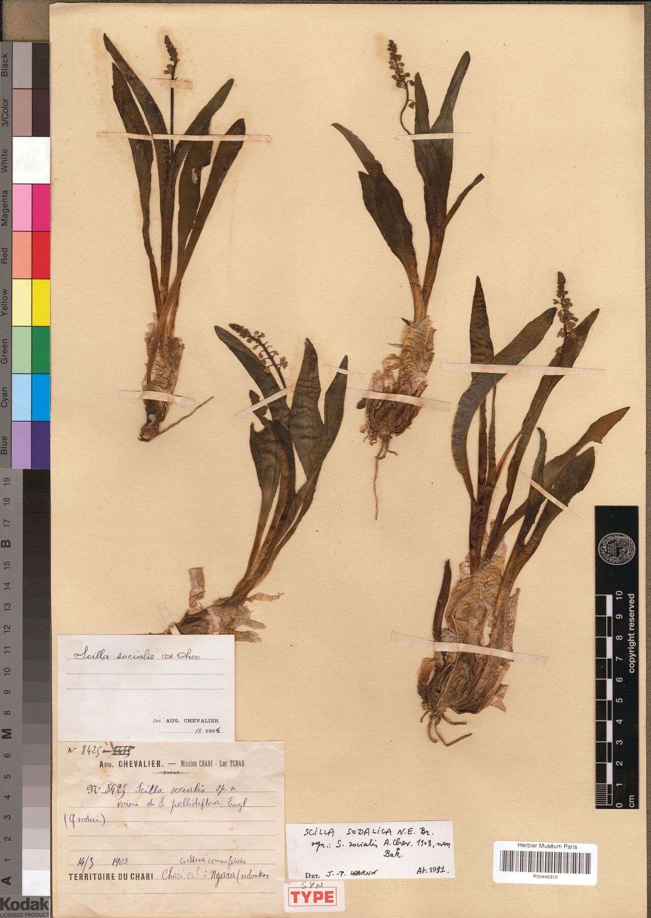 Scilla sodalicia — houseplant care guide