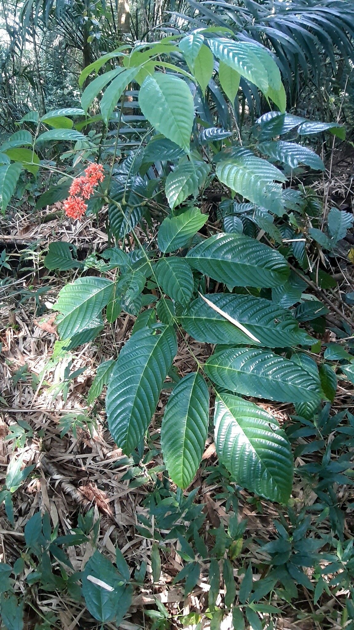 Leea tinctoria — search result for 'Leea'