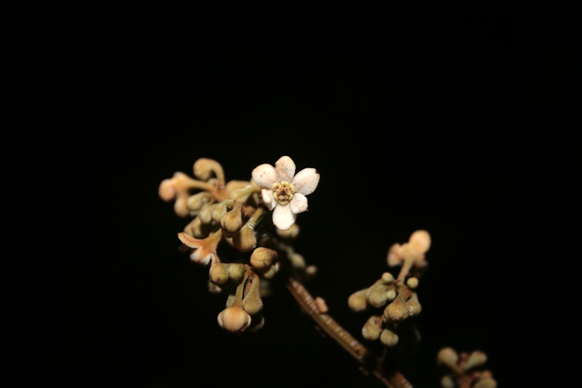 Nectandra matogrossensis flower