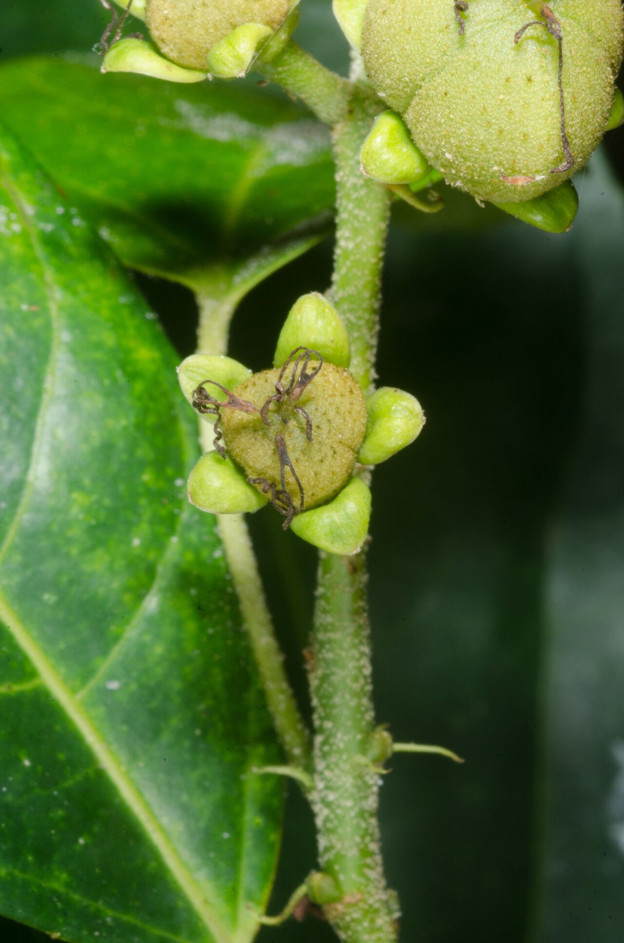 Croton longiracemosus — houseplant care guide