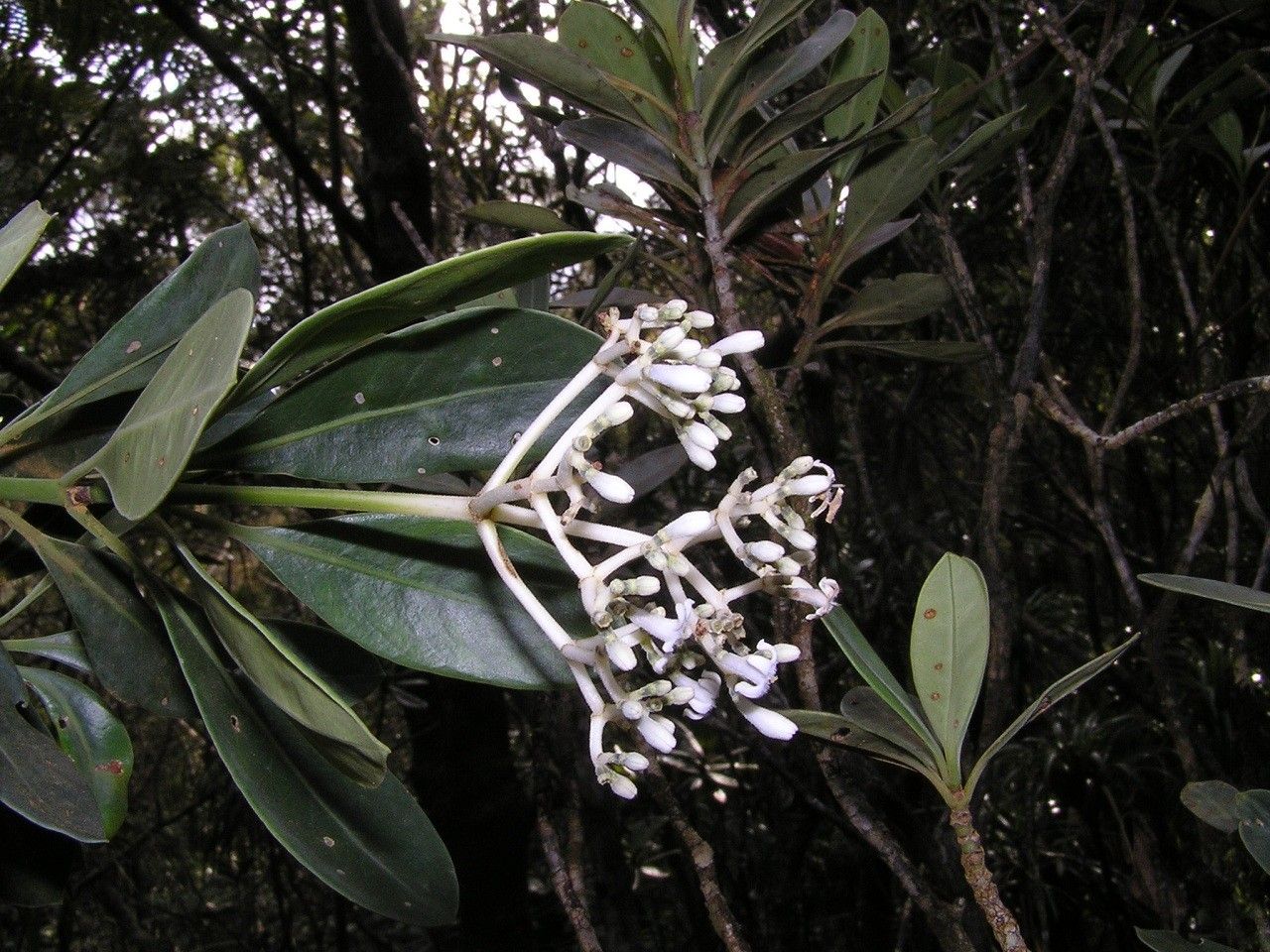 Psychotria declieuxioides — houseplant care guide