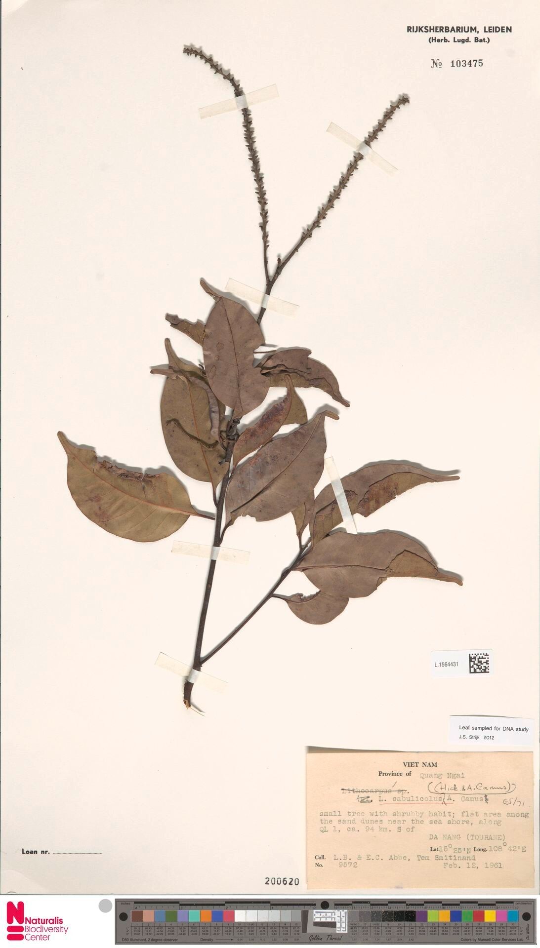 Lithocarpus concentricus — houseplant care guide