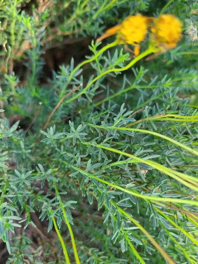 Chrysactinia mexicana leaf