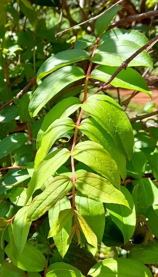 Coriaria japonica — related species from the same genus