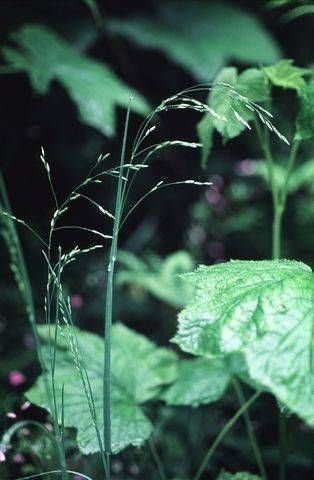 Poa laxiflora habit