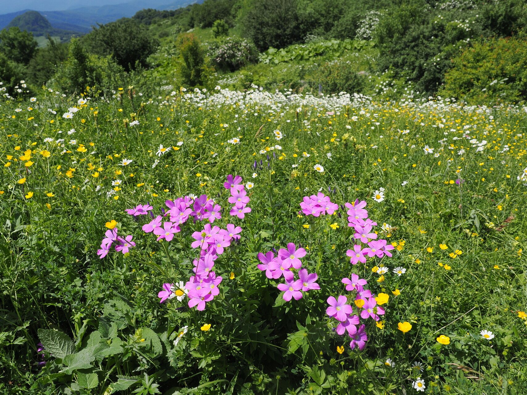 Linum hypericifolium habit