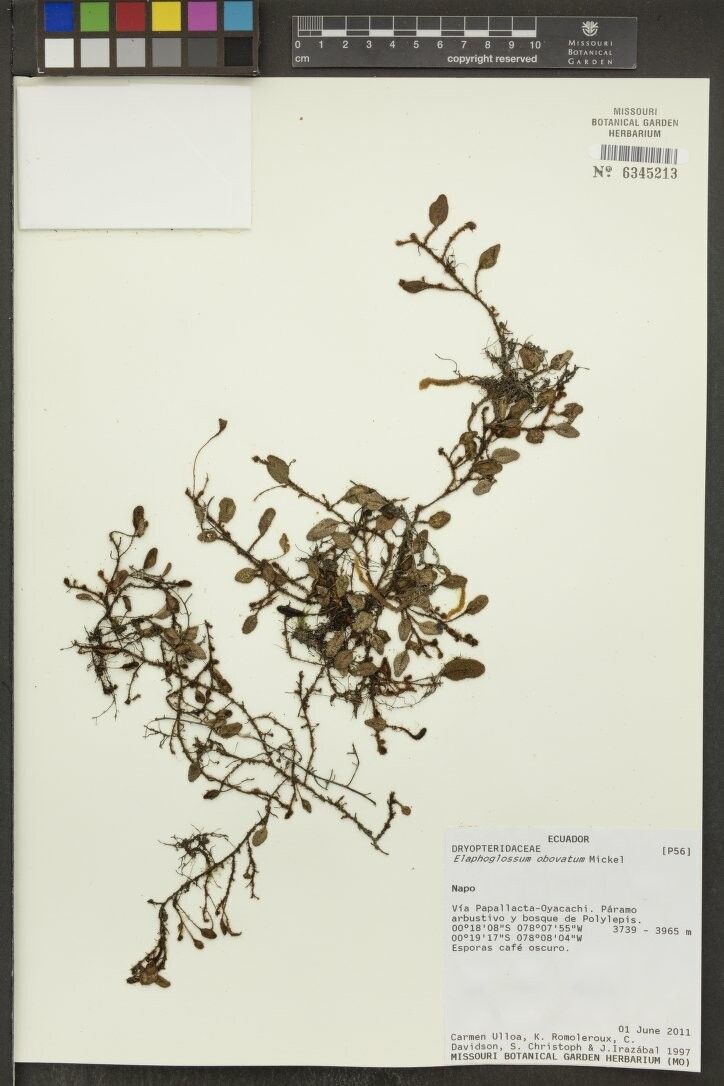 Elaphoglossum obovatum other