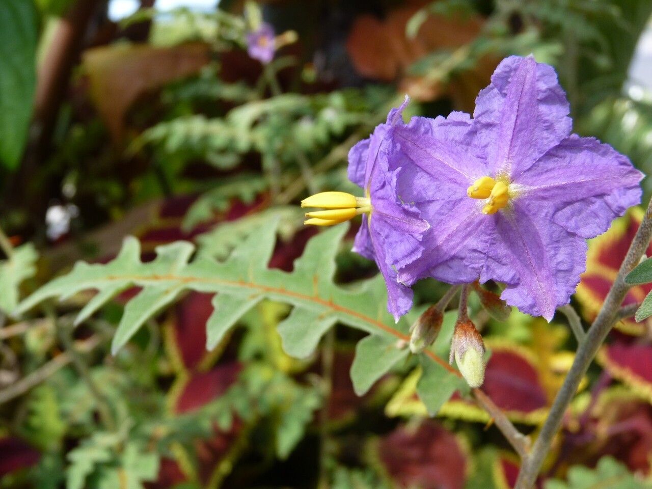 Solanum pyracanthos flower