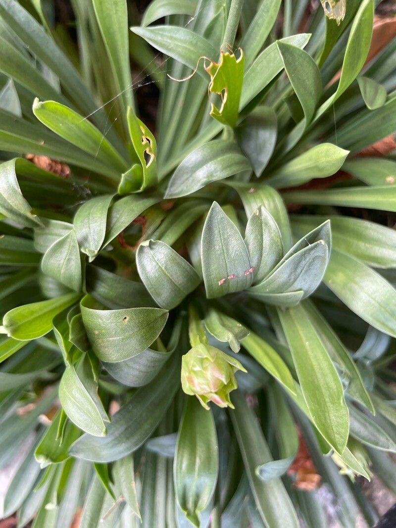 Armeria pseudarmeria leaf
