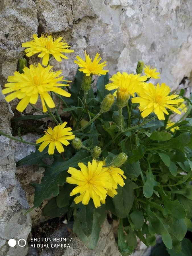Hieracium humile flower