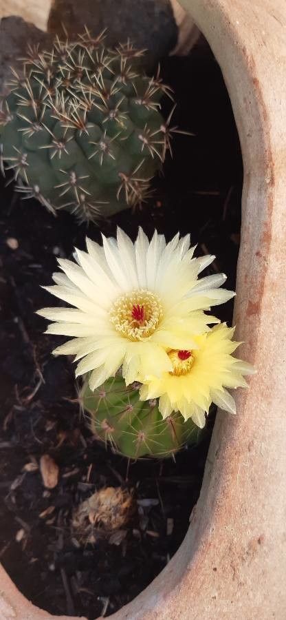 Parodia ottonis flower