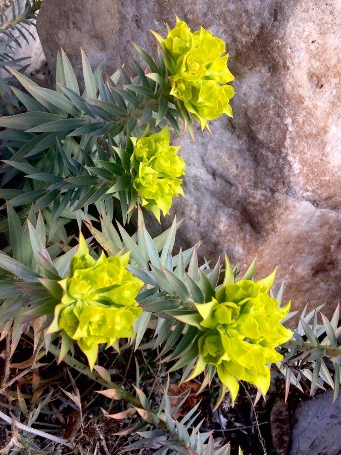 Euphorbia macroclada habit