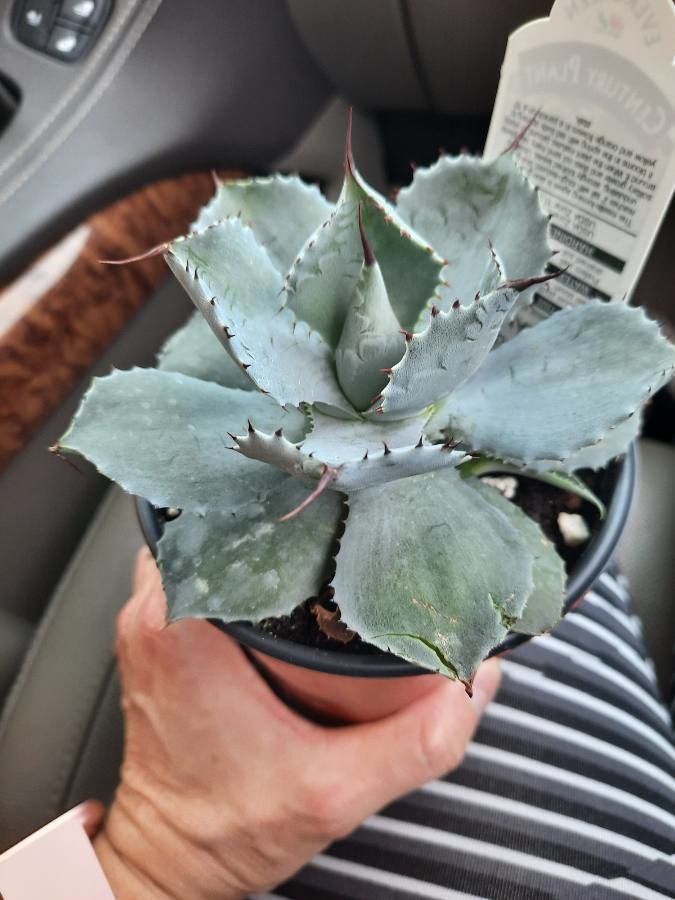 Agave colorata leaf