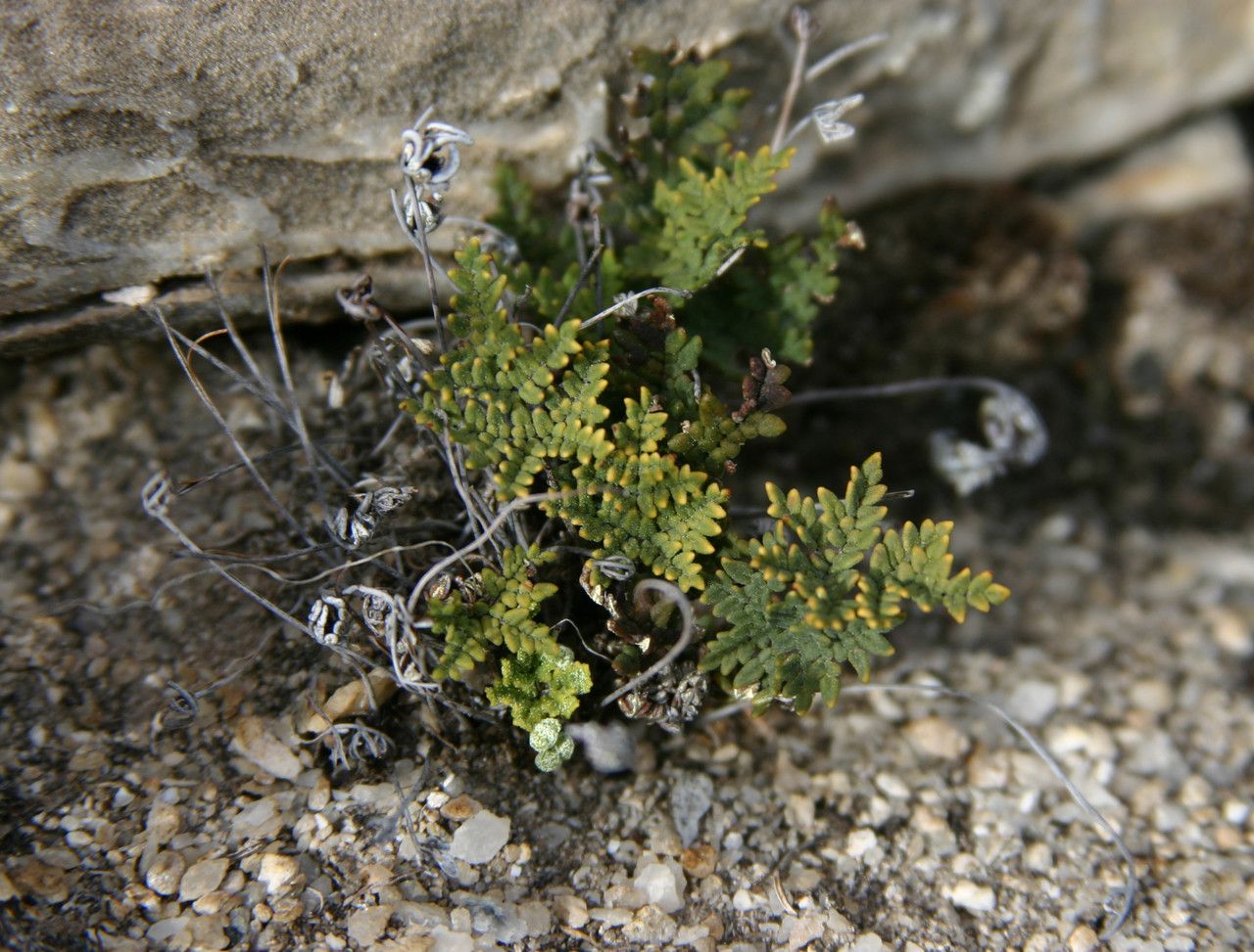 Notholaena neglecta habit