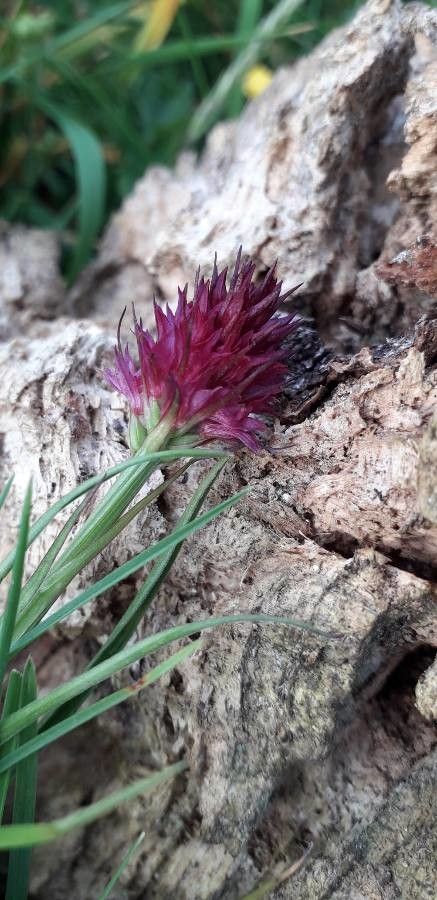 Gymnadenia rubra — search result for 'Vanilla'