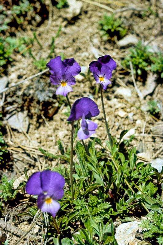 Viola aethnensis flower