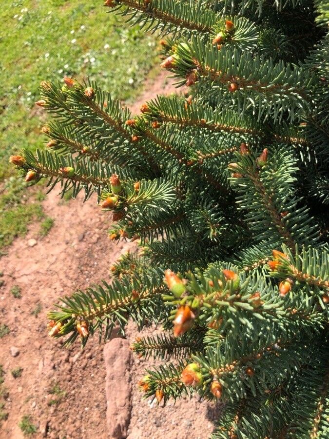 Picea meyeri — search result for 'Picea'