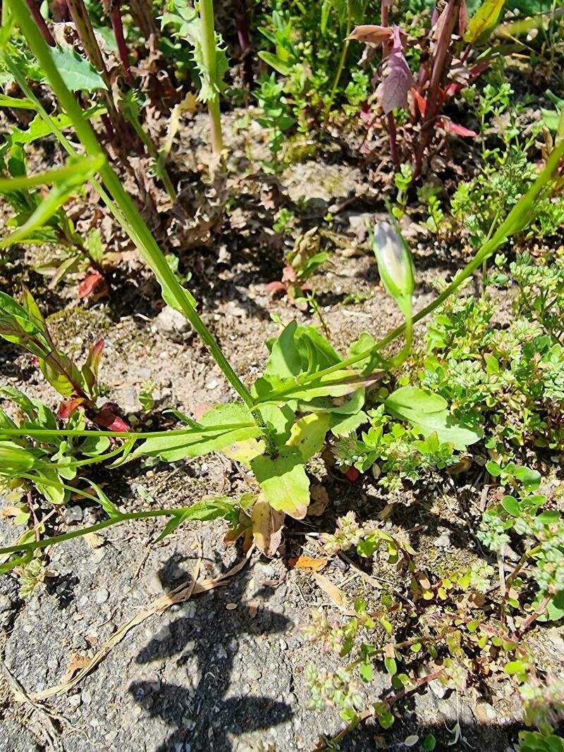 Campanula lusitanica — search result for 'Campanula'