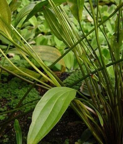 Aquarius decumbens bark