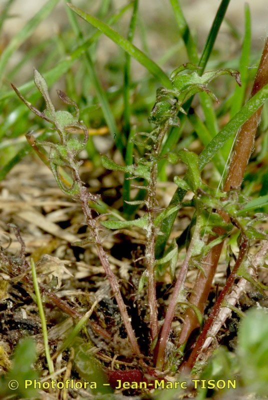 Taraxacum tortilobum other