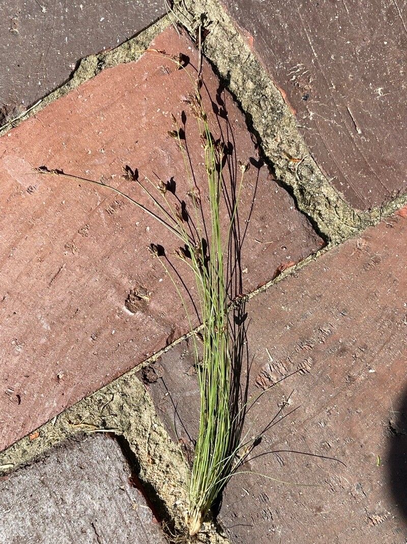 Bulbostylis capillaris — houseplant care guide