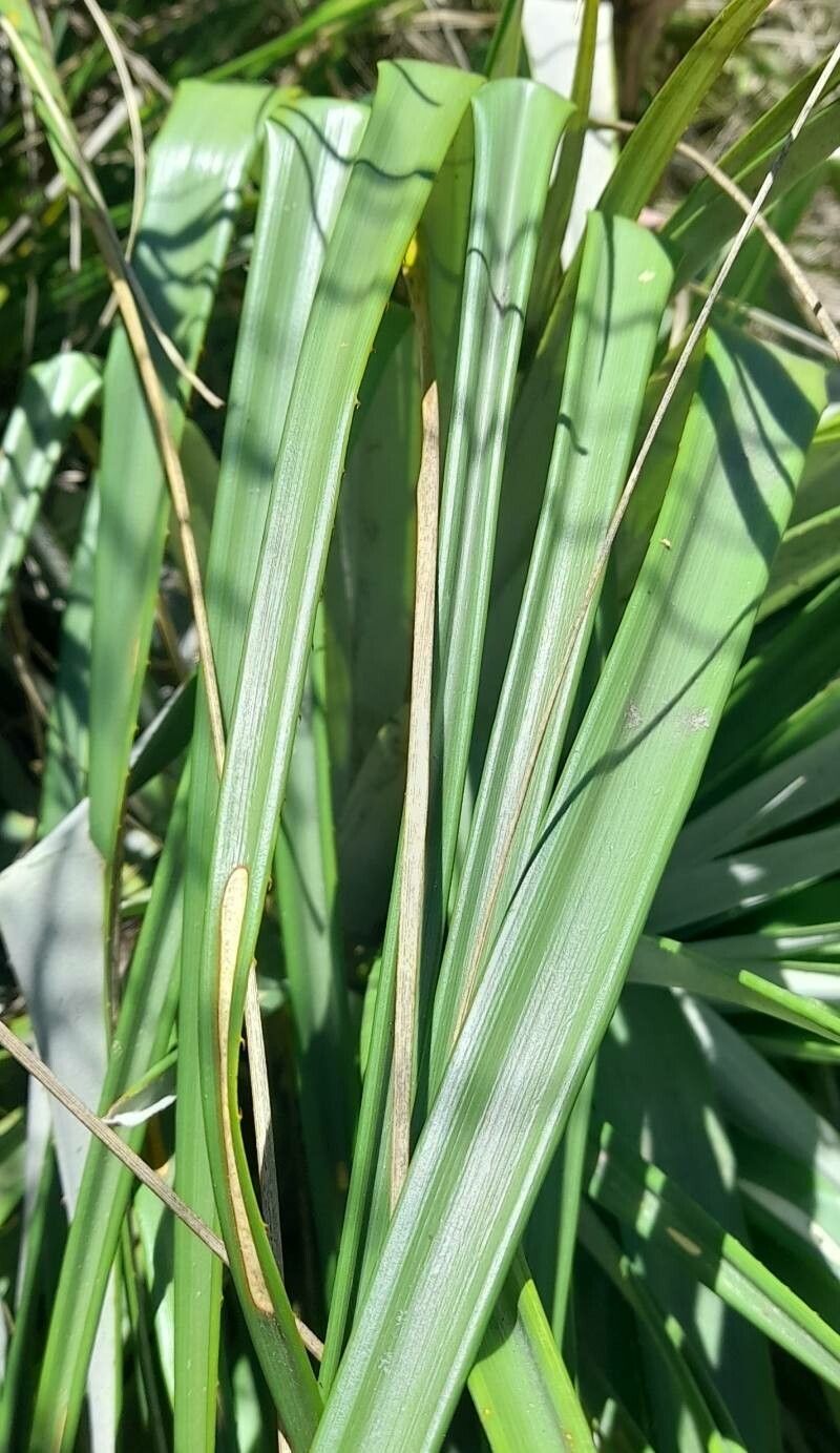 Puya lilloi — search result for 'Puya'