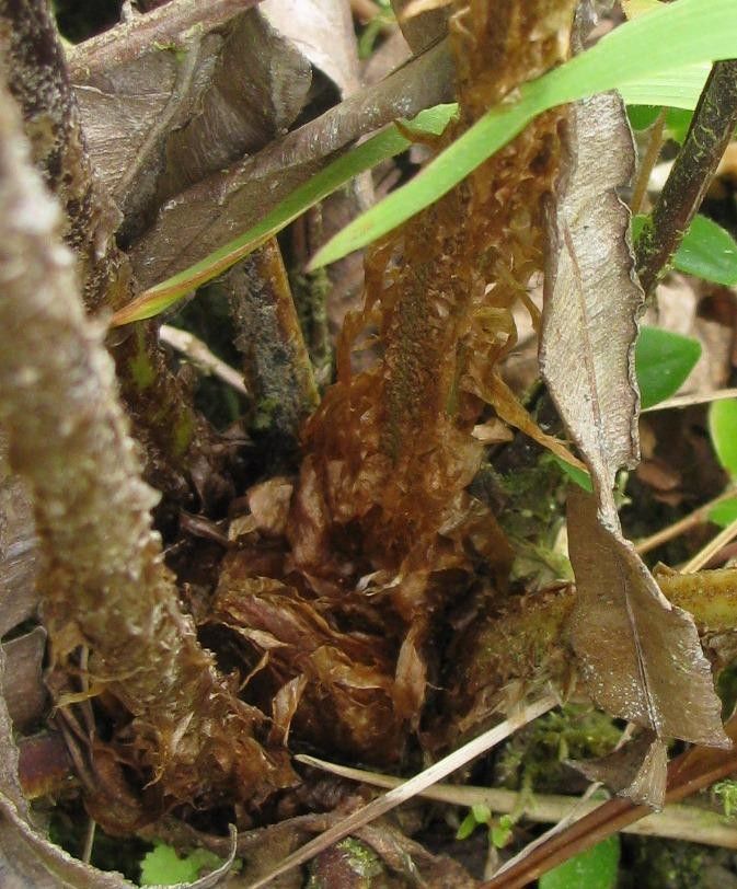 Blechnum schiedeanum bark