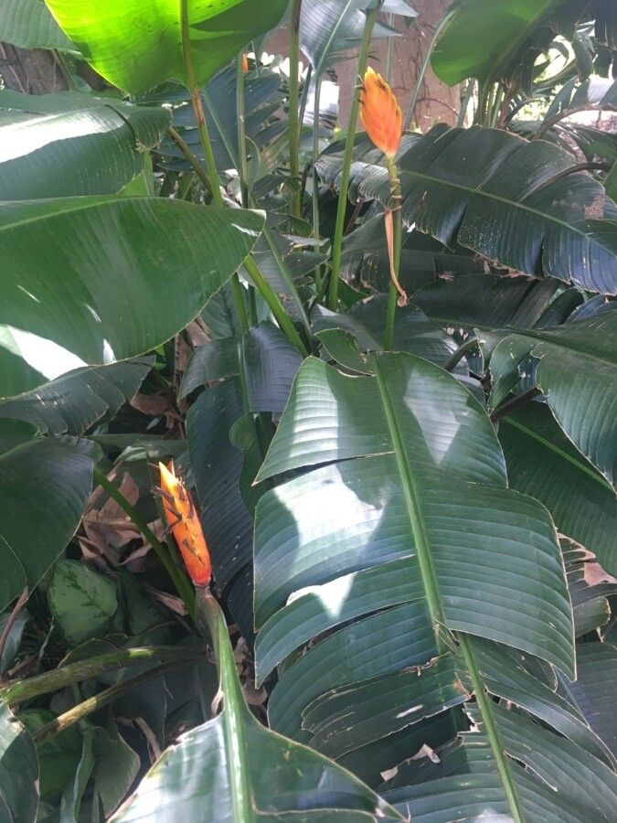 Heliconia episcopalis flower