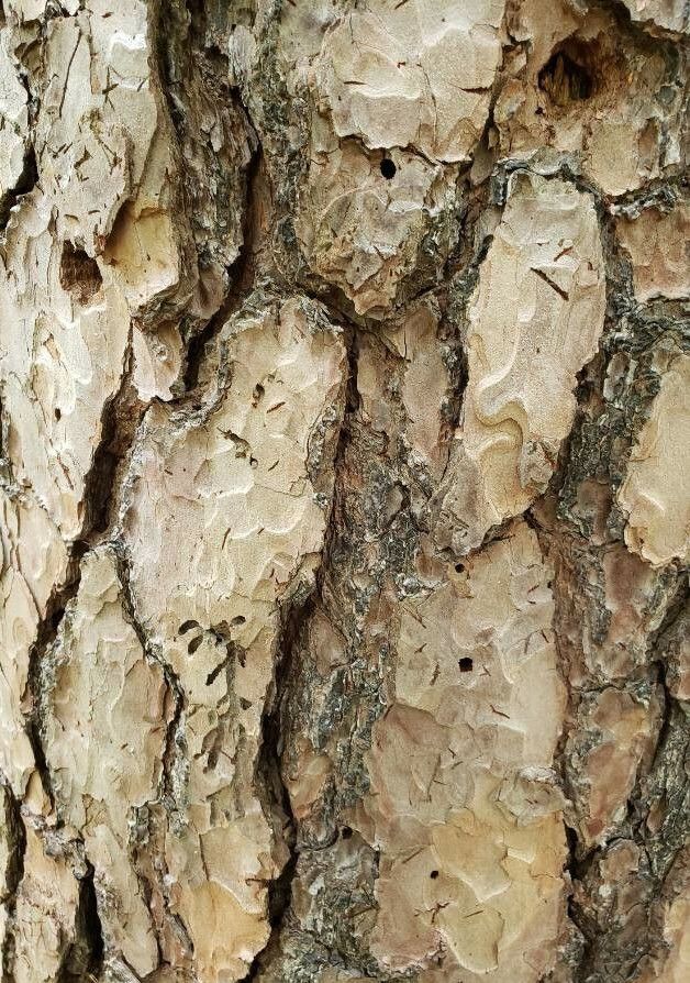 Pinus echinata bark