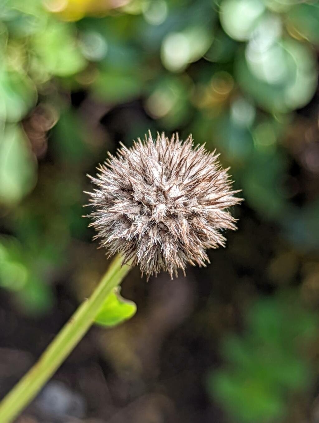 Globularia trichosantha fruit