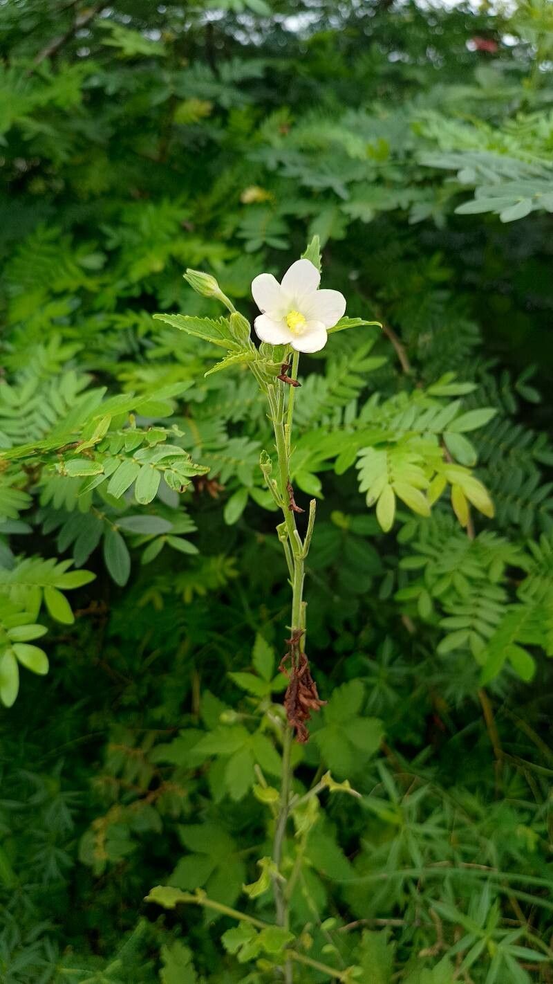 Hibiscus lobatus flower
