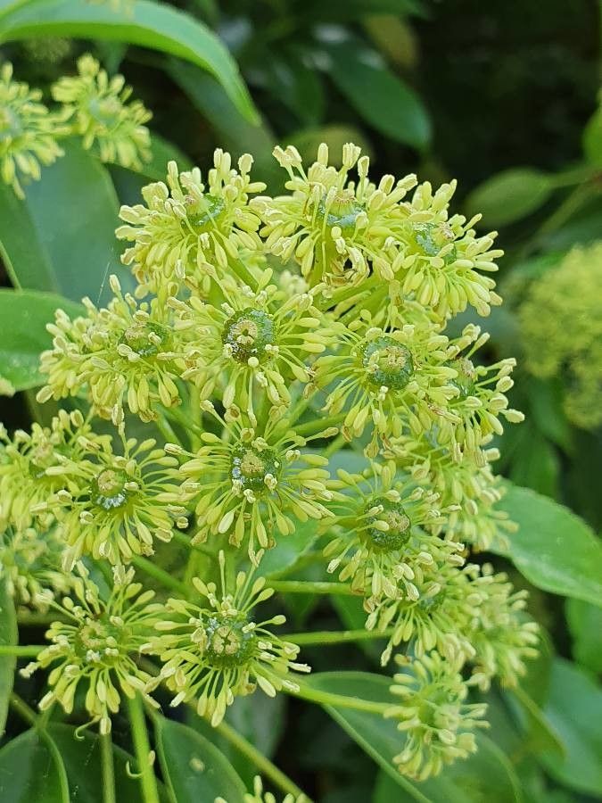 Trochodendron aralioides flower