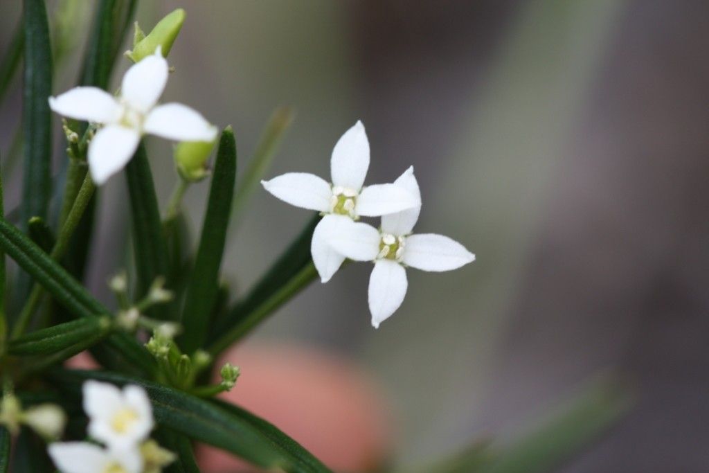 Zieria chevalieri — houseplant care guide