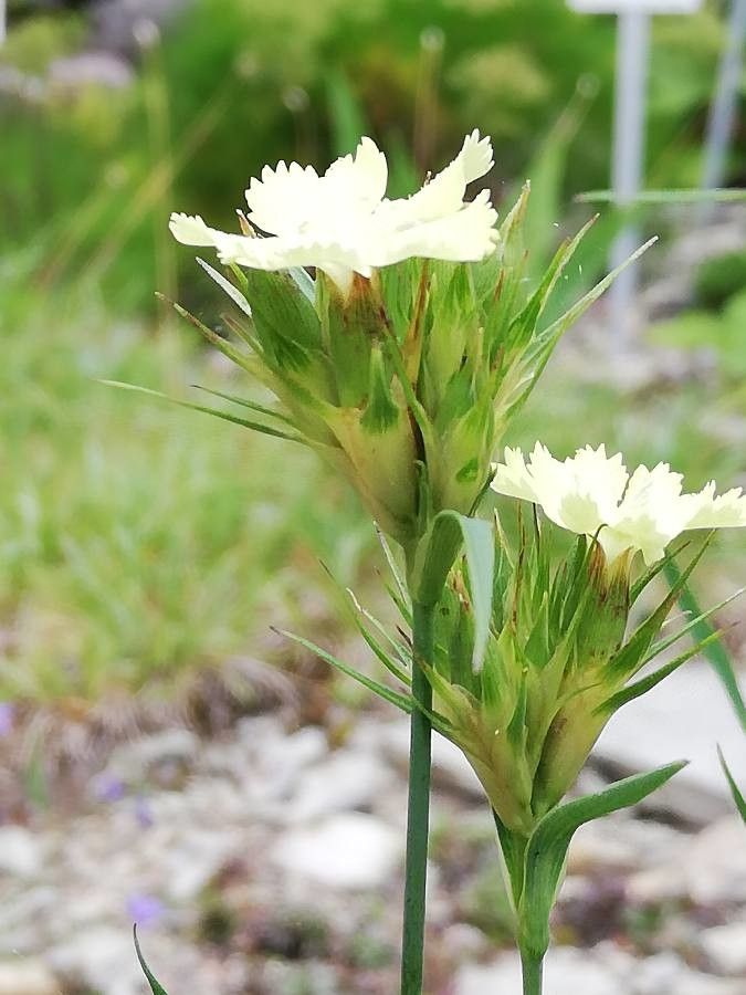Dianthus knappii flower