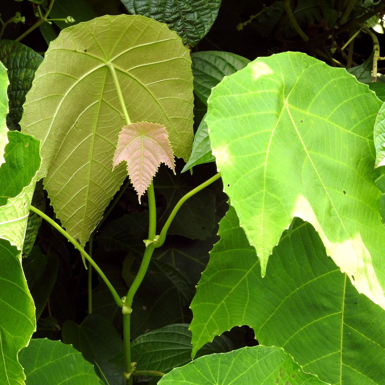 Macaranga triloba — houseplant care guide