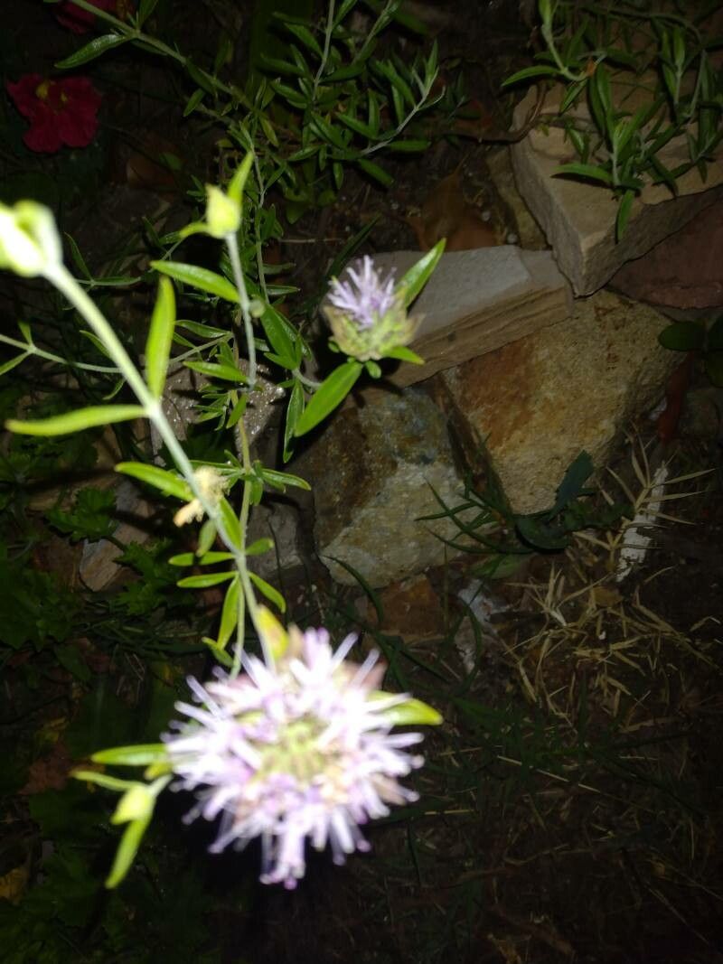 Monardella odoratissima flower