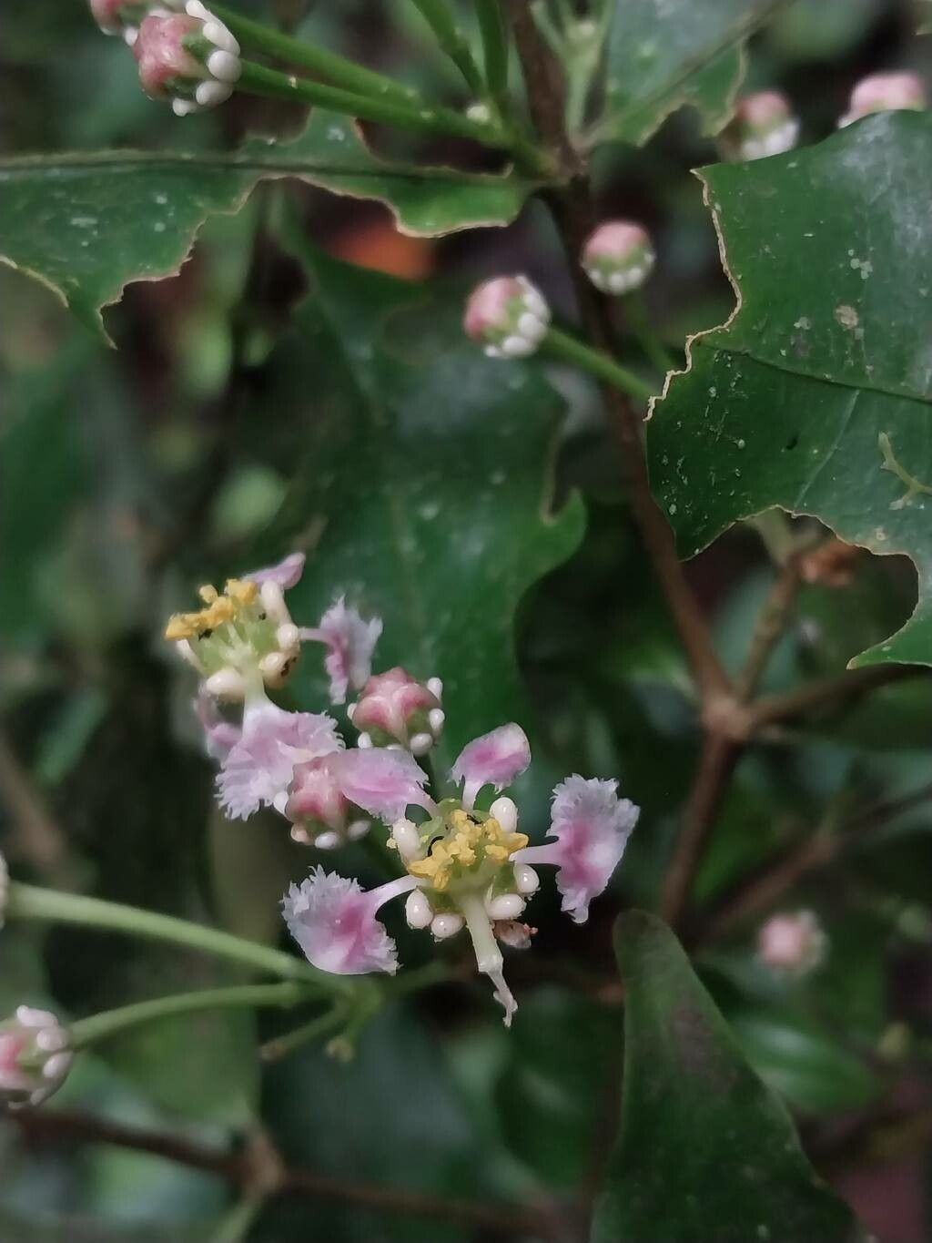Malpighia albiflora — related species from the same genus