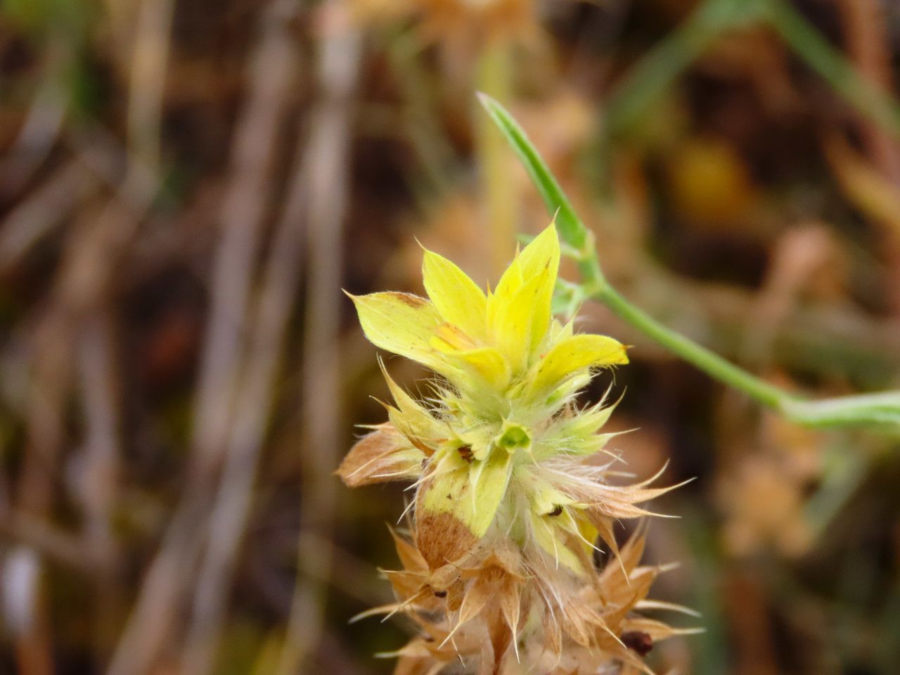 Sideritis montana fruit