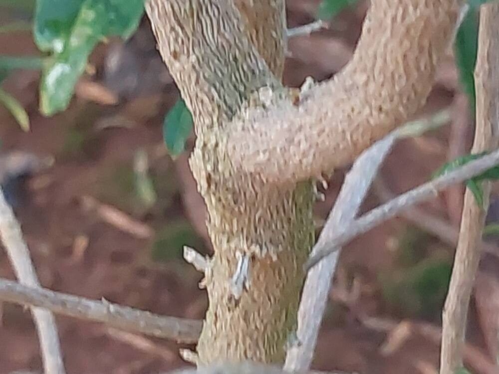 Hybanthus caledonicus bark